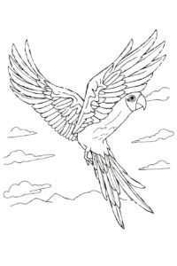 Parrot Coloring Page 2